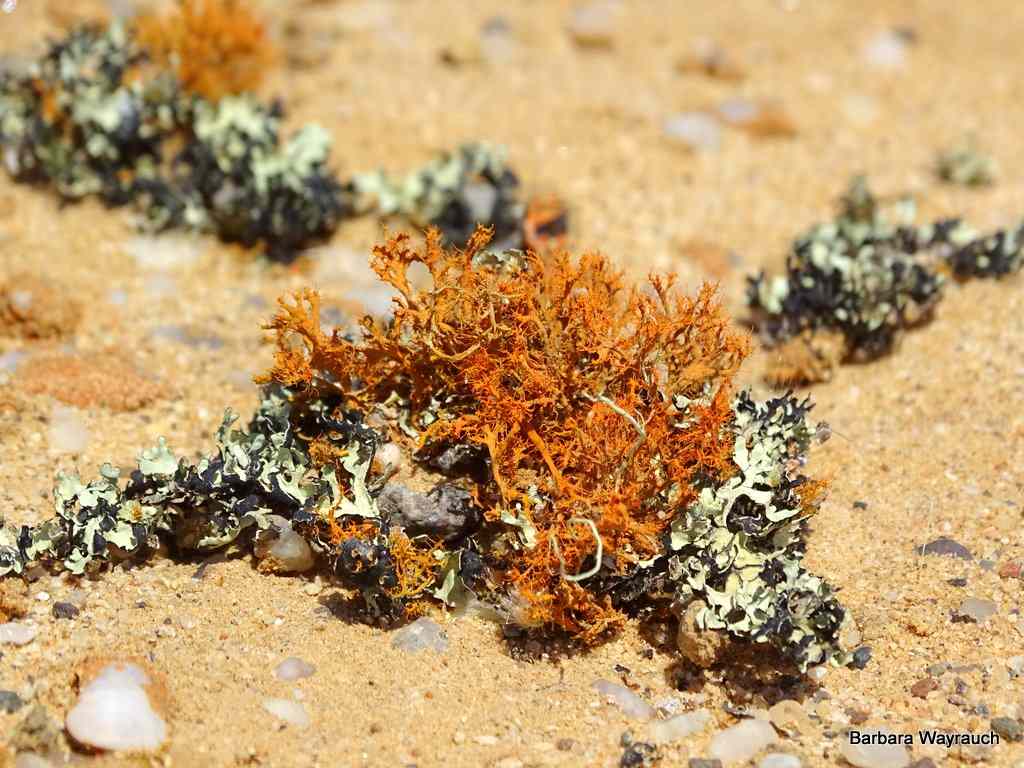 Lichen in the Namib Desert C) Barbara Wayrauch
