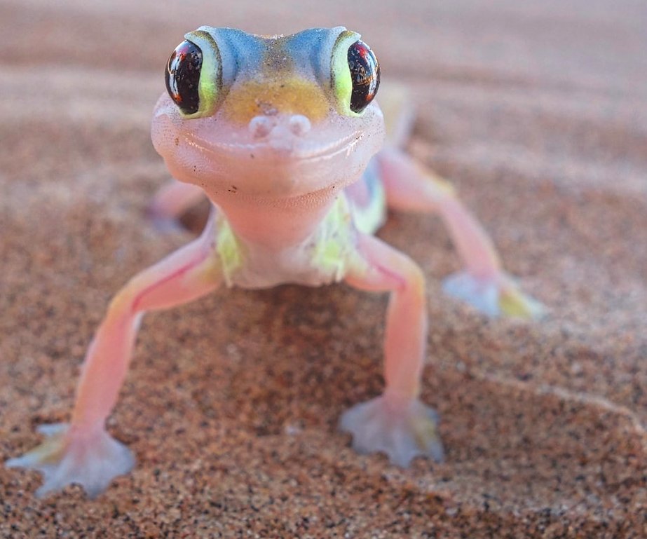 Webfooted Gecko Namibia